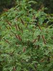 Amorpha californica, California False Indigo Bush grows to maybe 6 ft. tall. - grid24_3