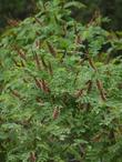 Amorpha californica, California False Indigo Bush grows to maybe 6 ft. tall. - grid24_24