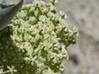 Asclepias erosa Desert Milkweed flower - grid24_3