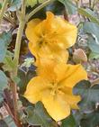Fremontodendron Pacific Sunset  flowers - grid24_24