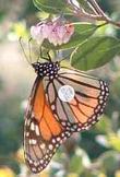 a tagged Monarch Butterfly, Danaus plexippus that was flying by and rested on a manzanita for a snack  - grid24_3