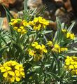 Erysimum menziesii, Menzies' Wallflower, is a rare plant. - grid24_24