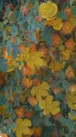 Fremontodendron "Ken Taylor"  - grid24_3