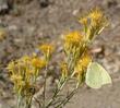 A California Dogface butterfly sipping nectar from a flower of Chrysothamnus nauseosus, Rabbitbrush. - grid24_3