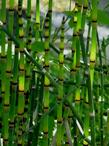 Equisetum hymale Scouring rush - grid24_3