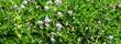  Ceanothus thyrsiflorus repens makes a very nice groundcover in part shade. Will work in hot areas in nearly full shade. Full sun in cool coastal areas. Great between buildings in the 'gap'. - grid24_3