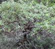 Arctostaphylos patula, Greenleaf manzanita in the wild up in the Sierras - grid24_3