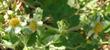 Potentilla glandulosa,  Sticky Cinquefoil flower - grid24_24