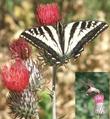 A Pale Swallowtail butterfly sipping nectar from the red flowers of Cirsium occidentale var. venustum, Red Thistle. - grid24_24