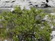A lush specimen of Cephalanthus occidentalis, California Buttonwillow, growing along the treacherous, deadly Kern River, above Bakersfield, California. - grid24_3