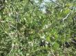 Quercus alvordiana, Eastmans Oak with a mass of leaves. - grid24_24