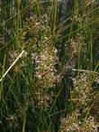 Juncus patens,  Common Rush in flower - grid24_24