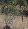 Eriogonum nudum pubiflorum, Naked buckwheat in its native habitat. - grid24_3