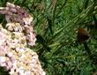 Achillea millefolium rosea Island Pink Pink Yarrow with incoming - grid24_3