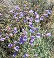 Penstemon incertus, Western Desert Penstemon flowers out in the Joshua tree woodland. - grid24_24