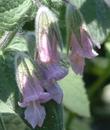 In this photo you can see the incredible flowers of Lepechinia fragrans, Wallace's Pitcher Sage. - grid24_3