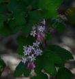 Ribes malvaceum, Pink Chaparral currant flowering in heavy shade. - grid24_3