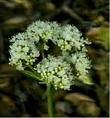 Eriogonum compositum var. lancifolium (arrowleaf buckwheat)  - grid24_3