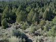 Here is the the habitat of Purshia stansburiana, Cliff Rose, showing also Pinus monophylla, and Artemisia tridentata, in the area of the eastern Sierra Nevada mountains of California.  - grid24_3