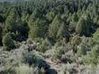 Here is the the habitat of Purshia stansburiana, Cliff Rose, showing also Pinus monophylla, and Artemisia tridentata, in the area of the eastern Sierra Nevada mountains of California.  - grid24_24