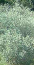 Salix lasiandra Pacific willow - grid24_24