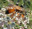Asclepias fascicularis, Narrow-leaf milkweed with wasp, big wasp - grid24_3