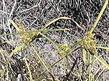 Cyperus eragrostis Nutsedge, Umbrella Sedge - grid24_24