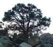 Pinus monophylla, Pinyon Pine, is growing here among boulders in Joshua Tree National Monument, Mojave Desert, California. - grid24_24