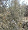 Coleogyne ramosissima, Blackbrush - grid24_24