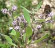 Eriodictyon crassifolium (Thick Leaved Yerba Santa with Checkerspot - grid24_3