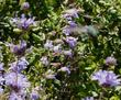 Penstemon incertus,  Western Desert Penstemon, with an Anna Hummingbird - grid24_3