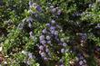 Ceanothus prostratus grows along the Northern California coast and Middle Sierras up into Washington State. - grid24_24