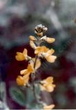 Thermopsis macrophylla macrophylla - grid24_24
