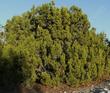 Juniperus californica, California Juniper, has lovely blue fruits,  fragrant green foliage, and grows in  pinyon-juniper woodland, for one.  - grid24_24