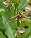 Epipactis gigantea, Stream Orchid. I think this was at Big Bear - grid24_3
