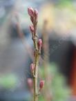 Alnus incana tenuifolia Thinleaf alder stem - grid24_3