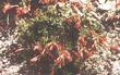 An old picture of California fuchsia in the Sierras at about 7000 ft. - grid24_3