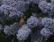 Ceanothus Remote Blue with a Brown Elfin butterfly. - grid24_3