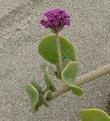 The very pretty pink-purple flower clusters of Abronia maritima, Sand verbena, against a background of salty beach sand - grid24_24