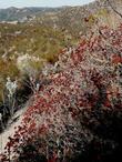 California Buckwheat, Eriogonum fasciculatum foliolosum looking down Las Pilitas Canyon. - grid24_24