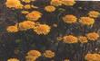 Chaenactis glabriuscula Pinchusion Flower - grid24_24