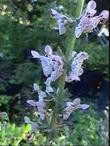 Stachys ajugoides rigida, Bugle Hedgenettle commonly has polka dot flowers - grid24_3