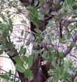 Austin Griffith's Manzanita's bark  is reddish purple. - grid24_24