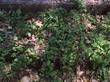 Yerba Buena, Satureja douglasii is a green groundcover. that will grow in light shade - grid24_3
