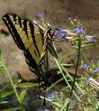 Amazingly, the Lobelia dunnii var. serrata, Dunn's Lobelia, is not being bent over by the weight of a visiting Pale  Swallowtail butterfly in the Santa Margarita nursery.  - grid24_3