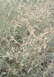 Atriplex polycarpa - cattle saltbush, allscale saltbush, Allscale, cattle spinach with seed heads - grid24_3