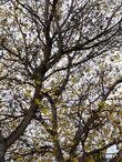 L:ooking up into a Populus fremontii Zapata, Fremont Cottonwood - grid24_3