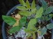 Mahonia aquifolium Compacta Creeping Oregon Grape. - grid24_24