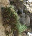 Ericameria cuneata Wedgeleaf Goldenbush - grid24_3