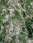 Holodiscus microphyllus microphyllus - grid24_3